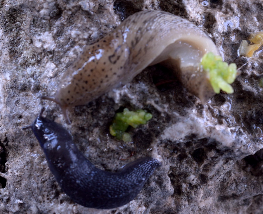 Limax da Campo di Segni nei Monti Lepini